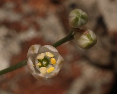 Ornithogalum juncifolium
