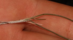 Ornithogalum juncifolium