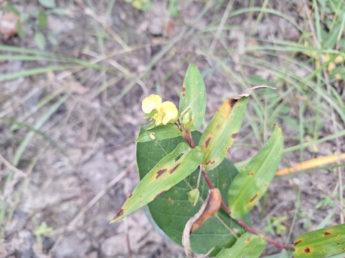 African Yellow Dayflower