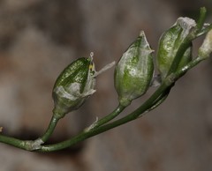 Ornithogalum juncifolium