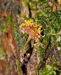 Neobarya agaricicola