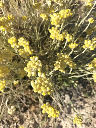 Shrubby Everlasting