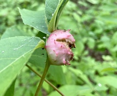 Phylloxera spinosa