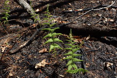 Athyrium asplenioides