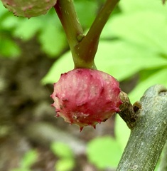 Phylloxera spinosa