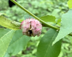 Phylloxera spinosa