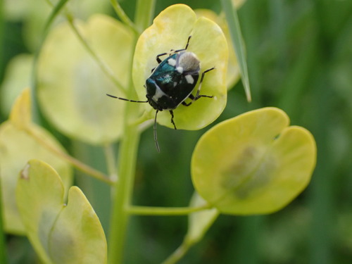 Cabbage Bug