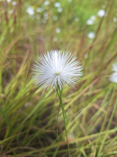 Cyperus proteus
