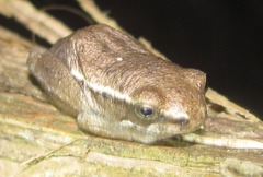 Hyperolius viridiflavus