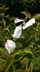 Cornus kousa
