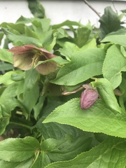 Helleboreae