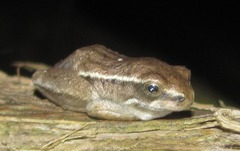 Hyperolius viridiflavus