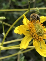 Anthophora californica