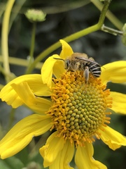 Anthophora californica