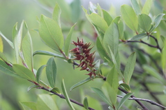 Salix hastata