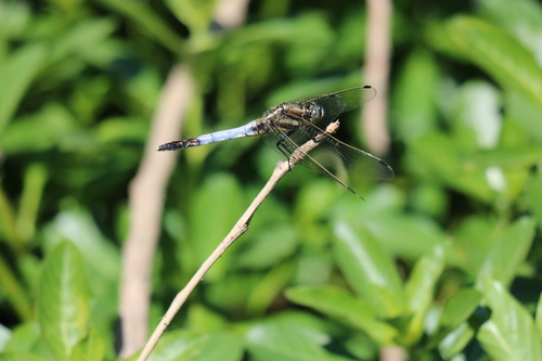 White-tailed Skimmer
