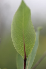 Salix hastata