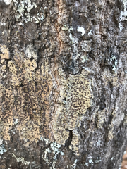 Bathelium carolinianum