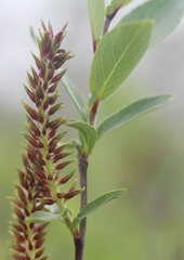 Salix hastata