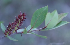 Salix hastata