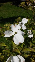 Cornus kousa