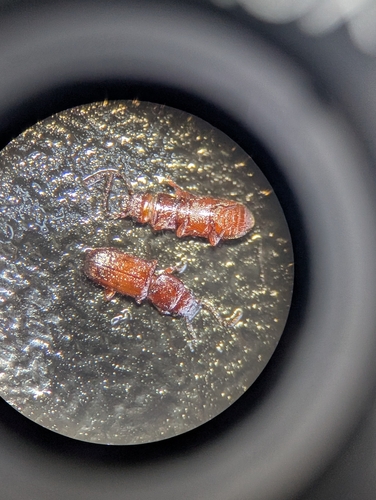 Cryptolestes