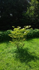 Cornus kousa