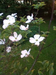 Cornus kousa