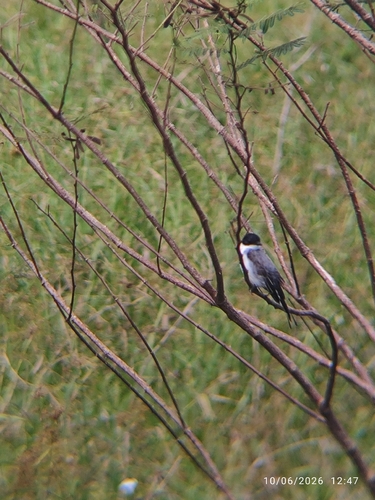 Fork-tailed Flycatcher