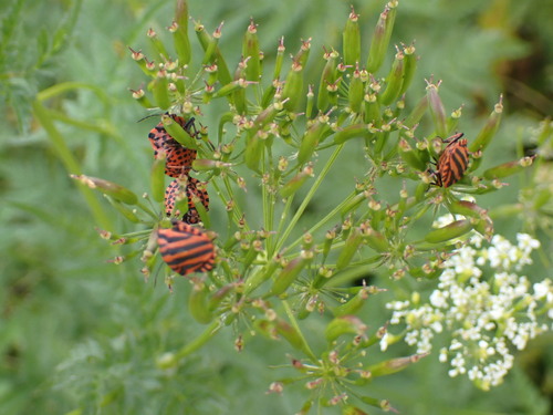 Continental Striped Shield Bug