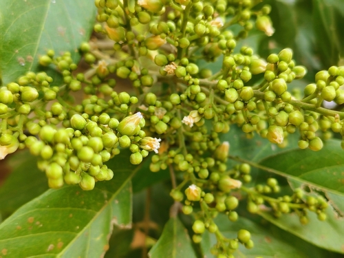 Sapindus trifoliatus