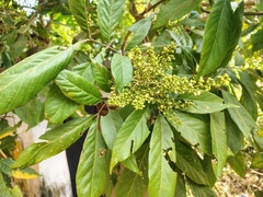 Sapindus trifoliatus, photograph (c) renjus box, some rights reserved (CC BY)