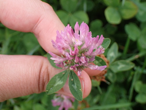 Red Clover