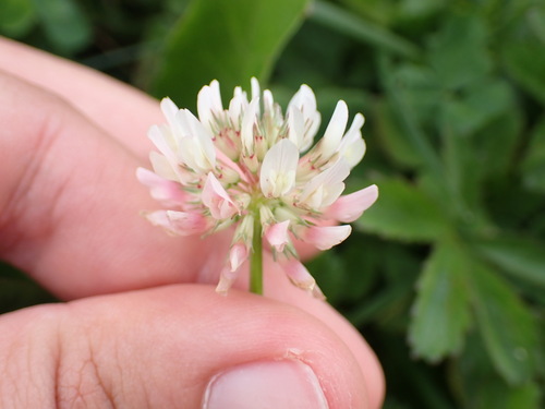 white clover