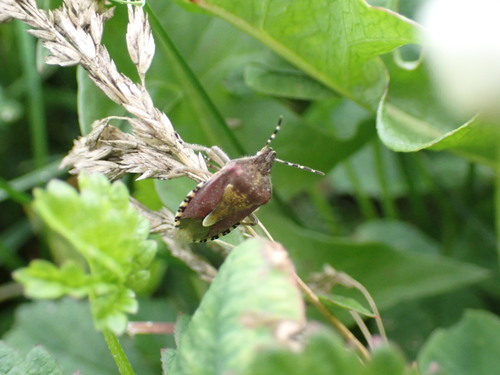 Sloe Bug