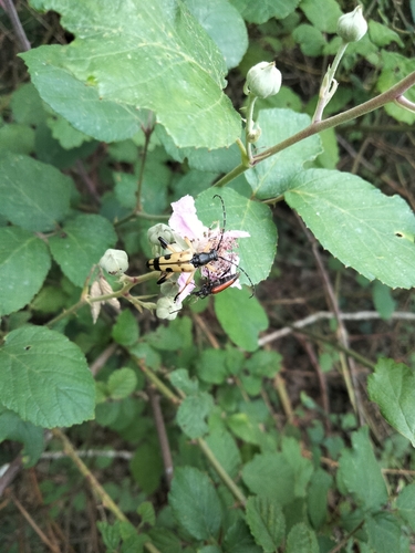 Spotted Longhorn Beetle