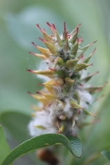Salix lanata