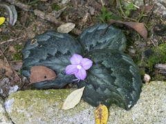 Kaempferia pulchra