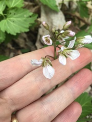 Cardamine diphylla