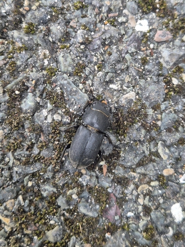 Lesser Stag Beetle