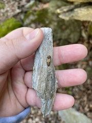 Stropenron hamata