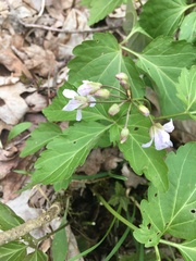 Cardamine diphylla