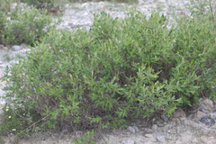 Salix lanata