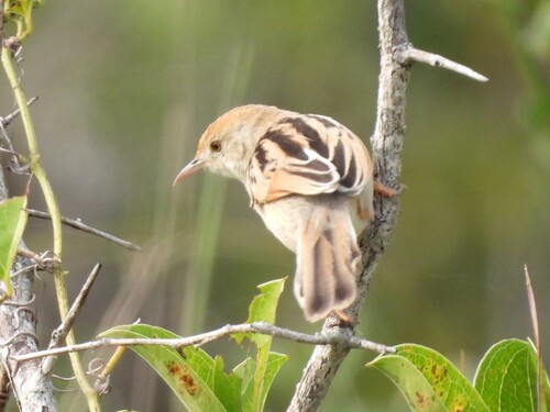 iNaturalist image