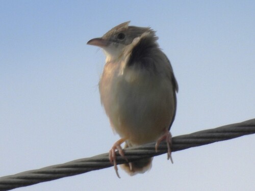 iNaturalist image