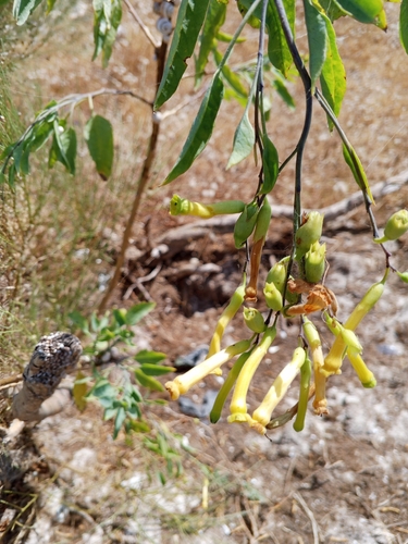 tree tobacco