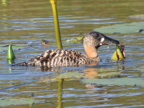 iNaturalist image