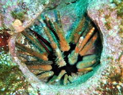 Eucidaris galapagensis image
