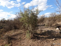 Aloysia gratissima