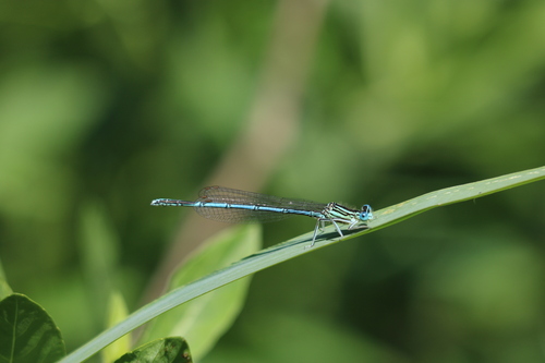 Blue Featherleg